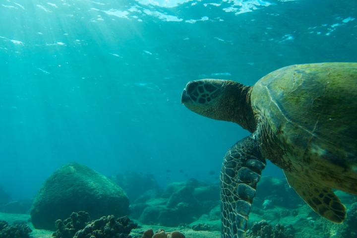 Sheraton-Caverns-The-Honu-Hale