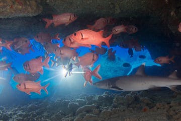 a group of people swimming in the water