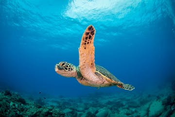 a turtle swimming under water