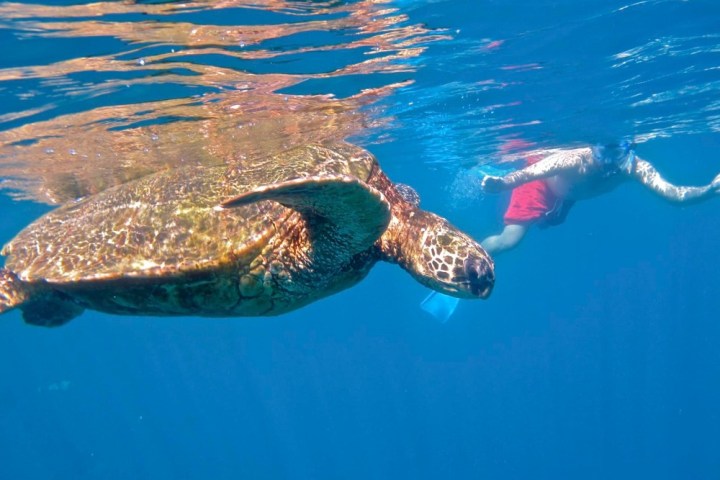 a turtle swimming under water