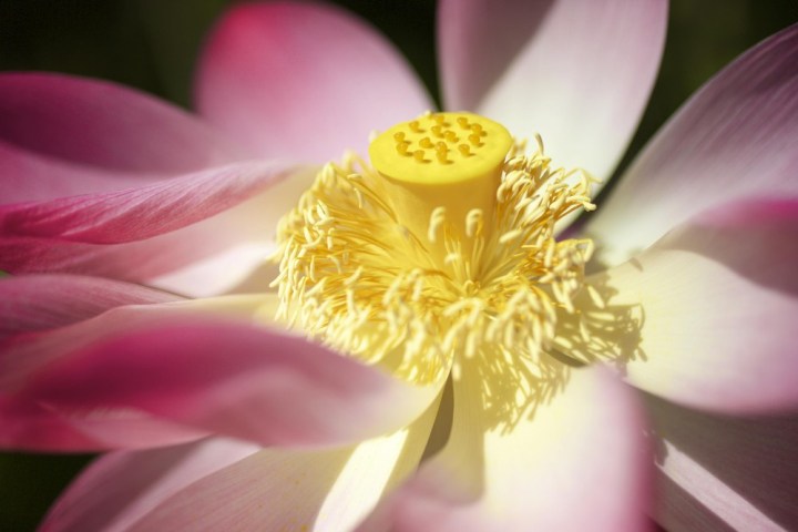 a close up of a flower