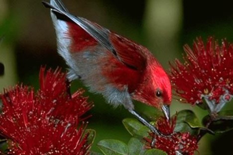 a small bird perched on a flower