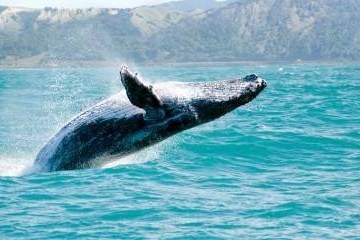 a whale jumping out of the water