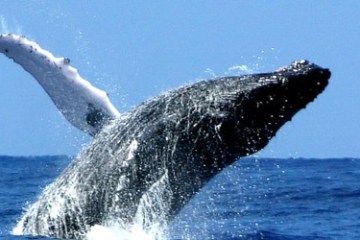 a whale jumping out of the water