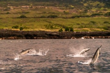 a bird flying over a body of water