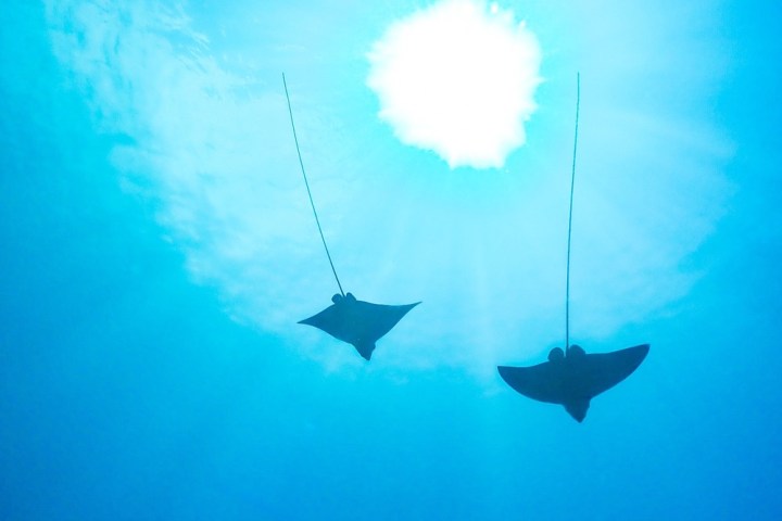 a manta ray swimming