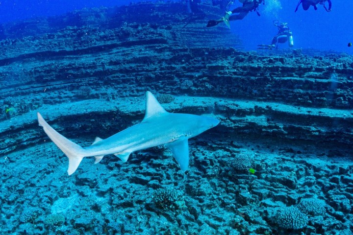 a group of divers in the water photographing a shark